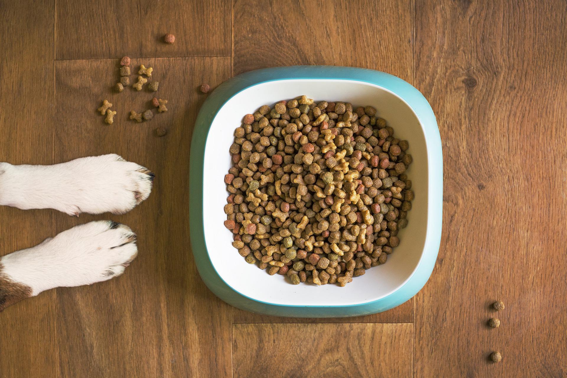 dog-food-bowl-paws